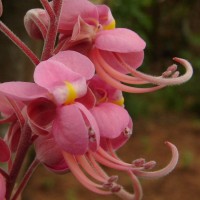 Cassia grandis L.f.